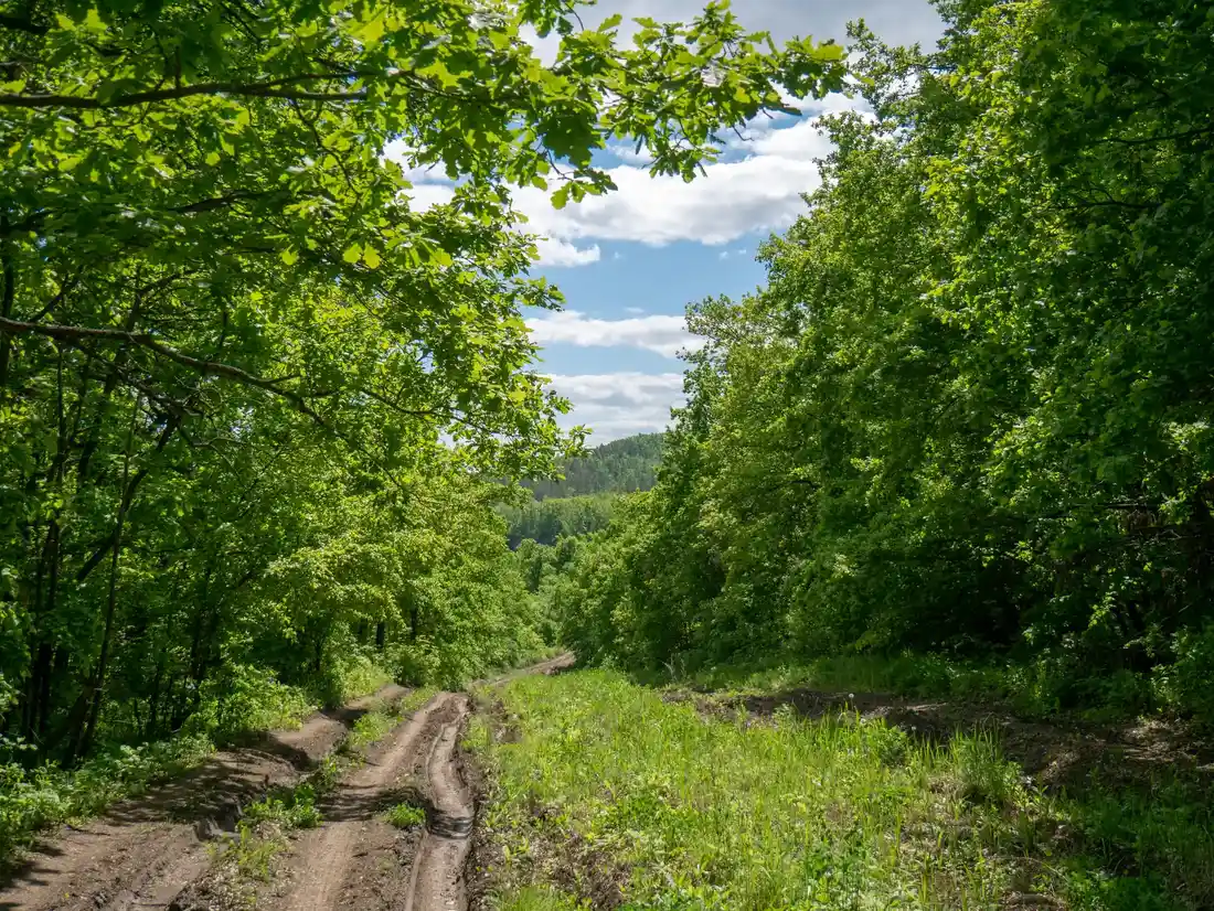 Лесная дорога к участку