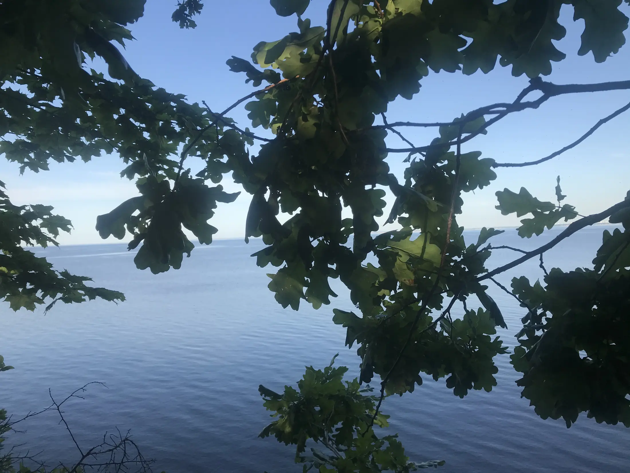 Большая вода до горизонта, видная с участка сквозь дубовую листву